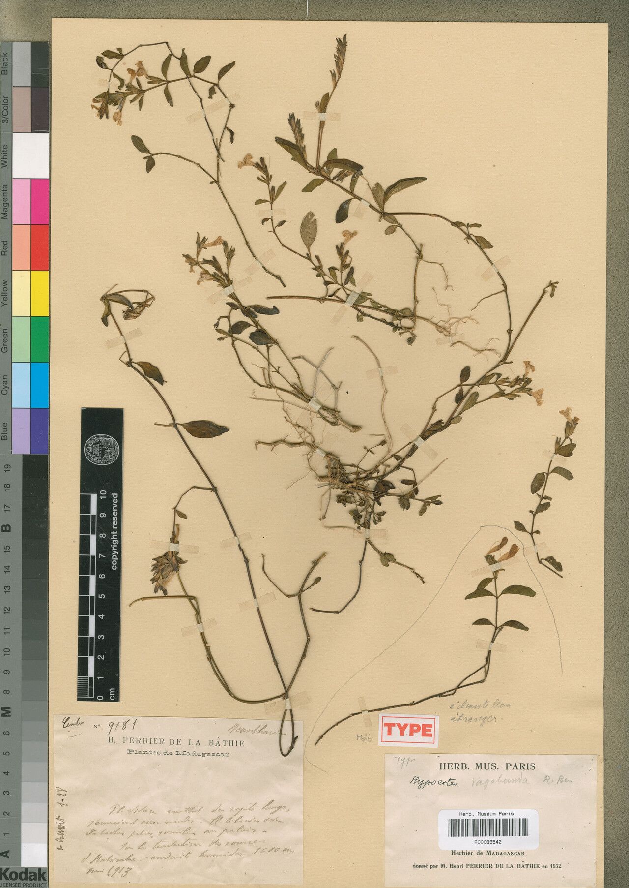 Hypoestes vagabunda — houseplant care guide