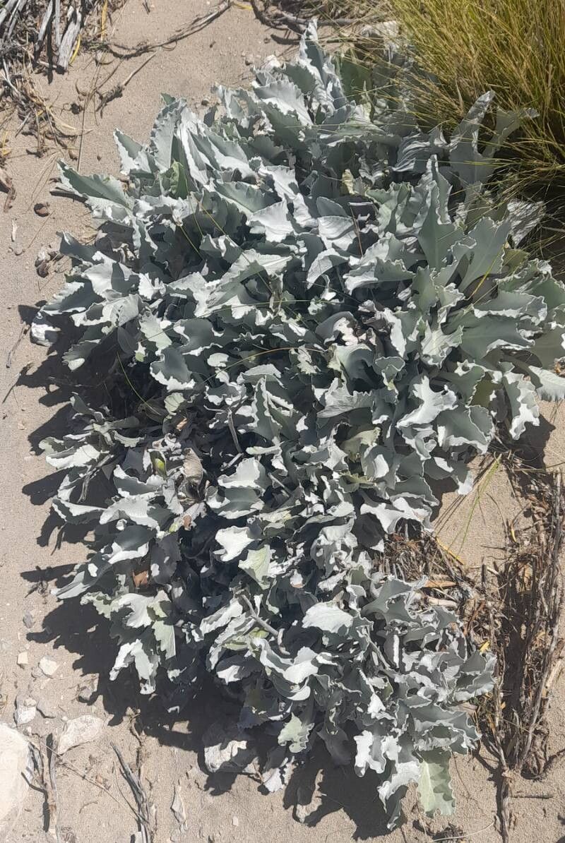Senecio gilliesianus habit