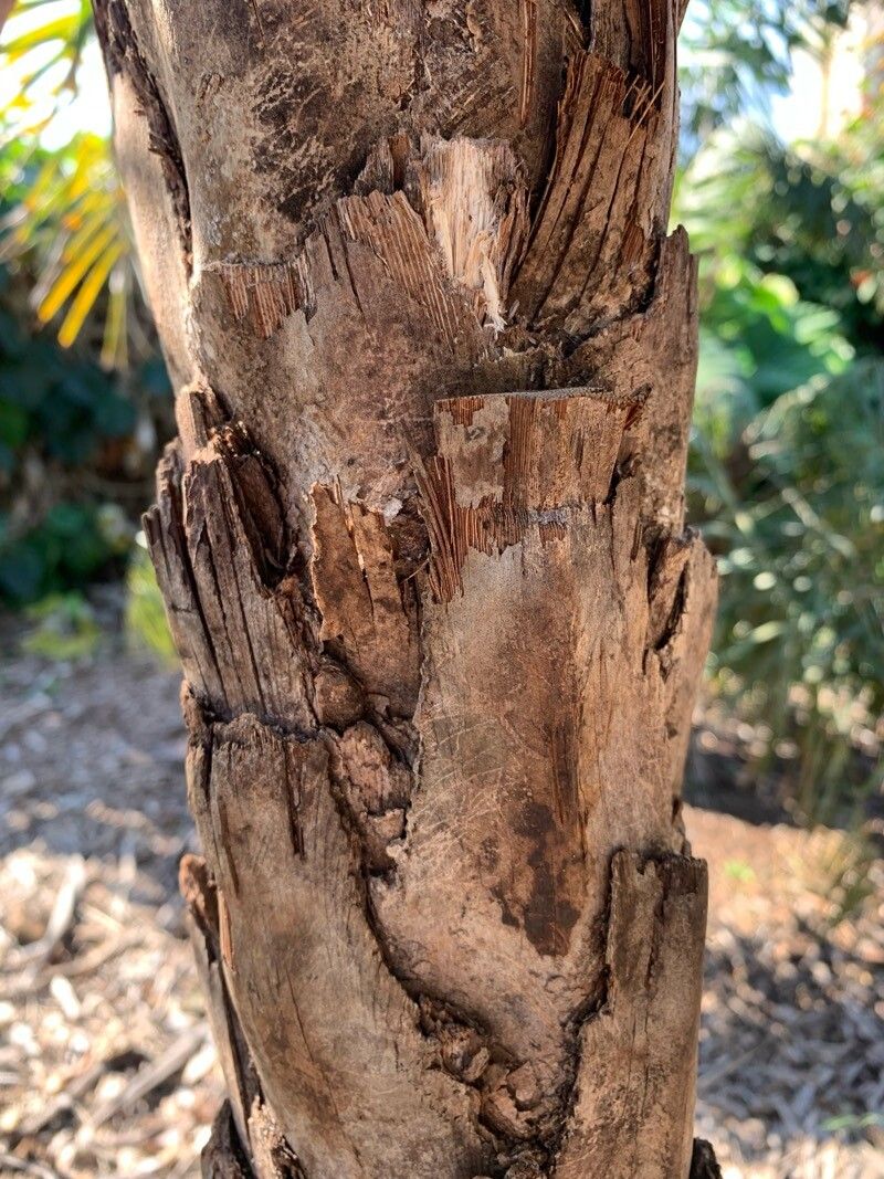 Syagrus deflexa bark