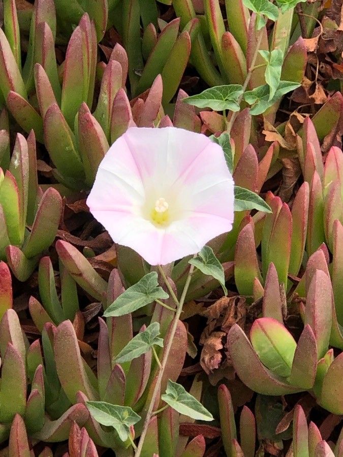 Calystegia purpurata flower