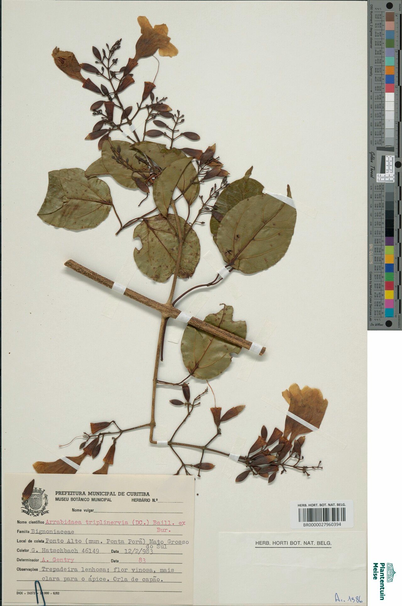 Fridericia triplinervia leaf