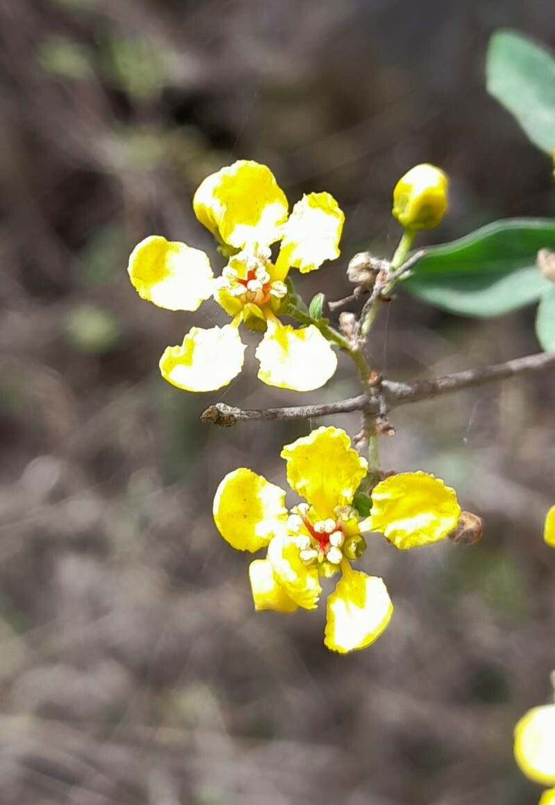 Heteropterys dumetorum flower