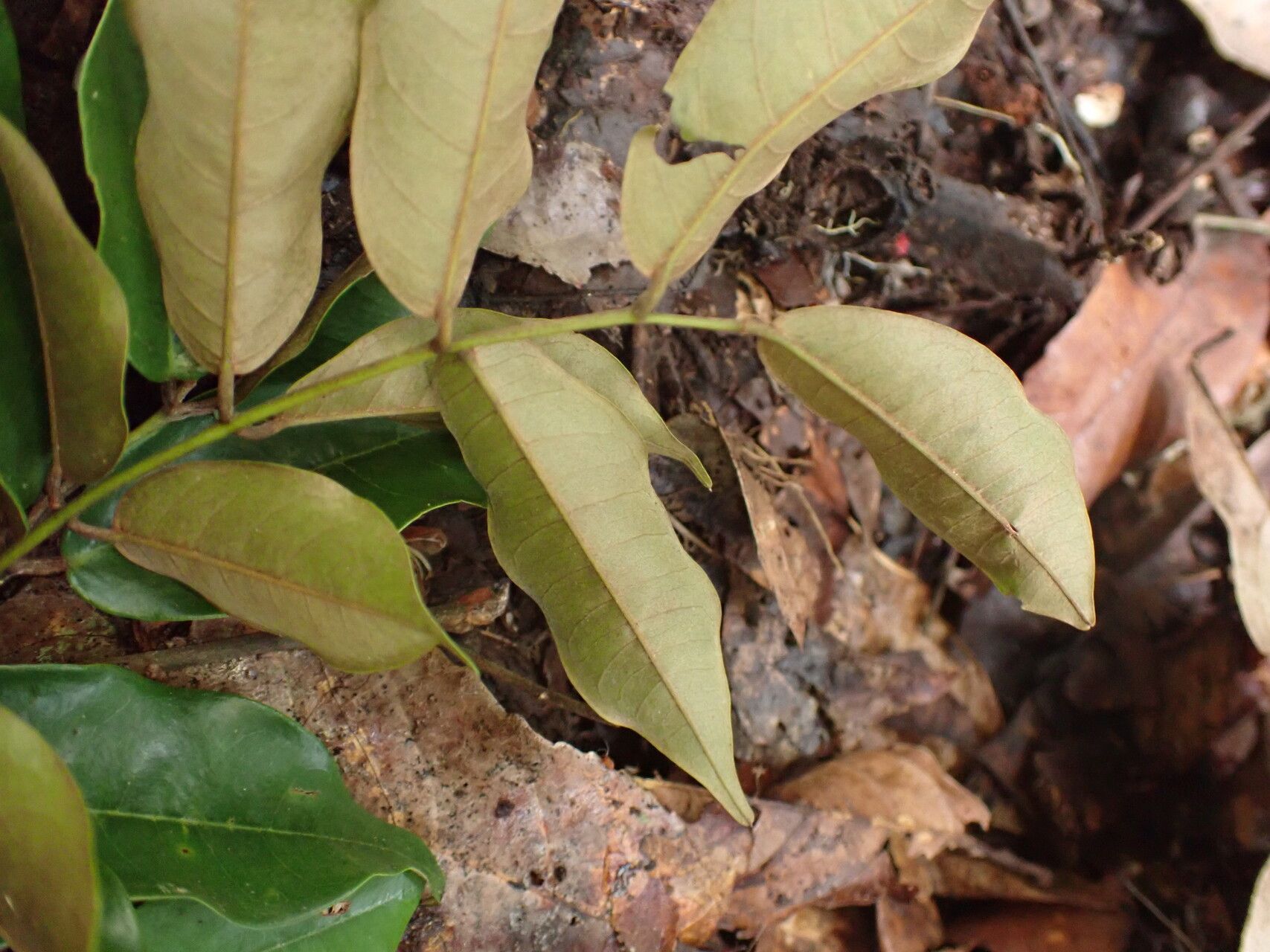 Millettia harmsiana — houseplant care guide