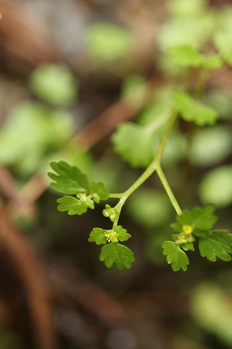 Chrysosplenium flagelliferum flower