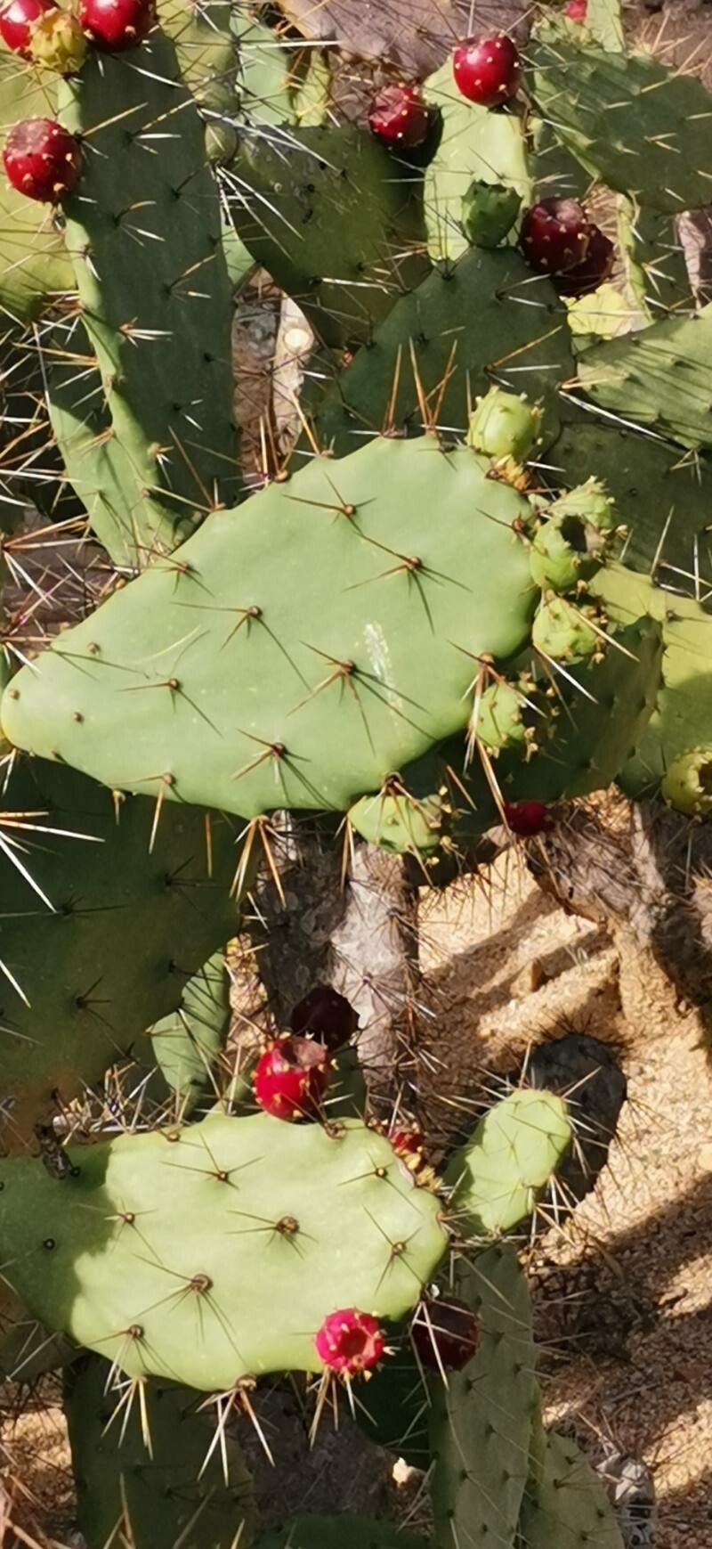 Opuntia schumannii — houseplant care guide