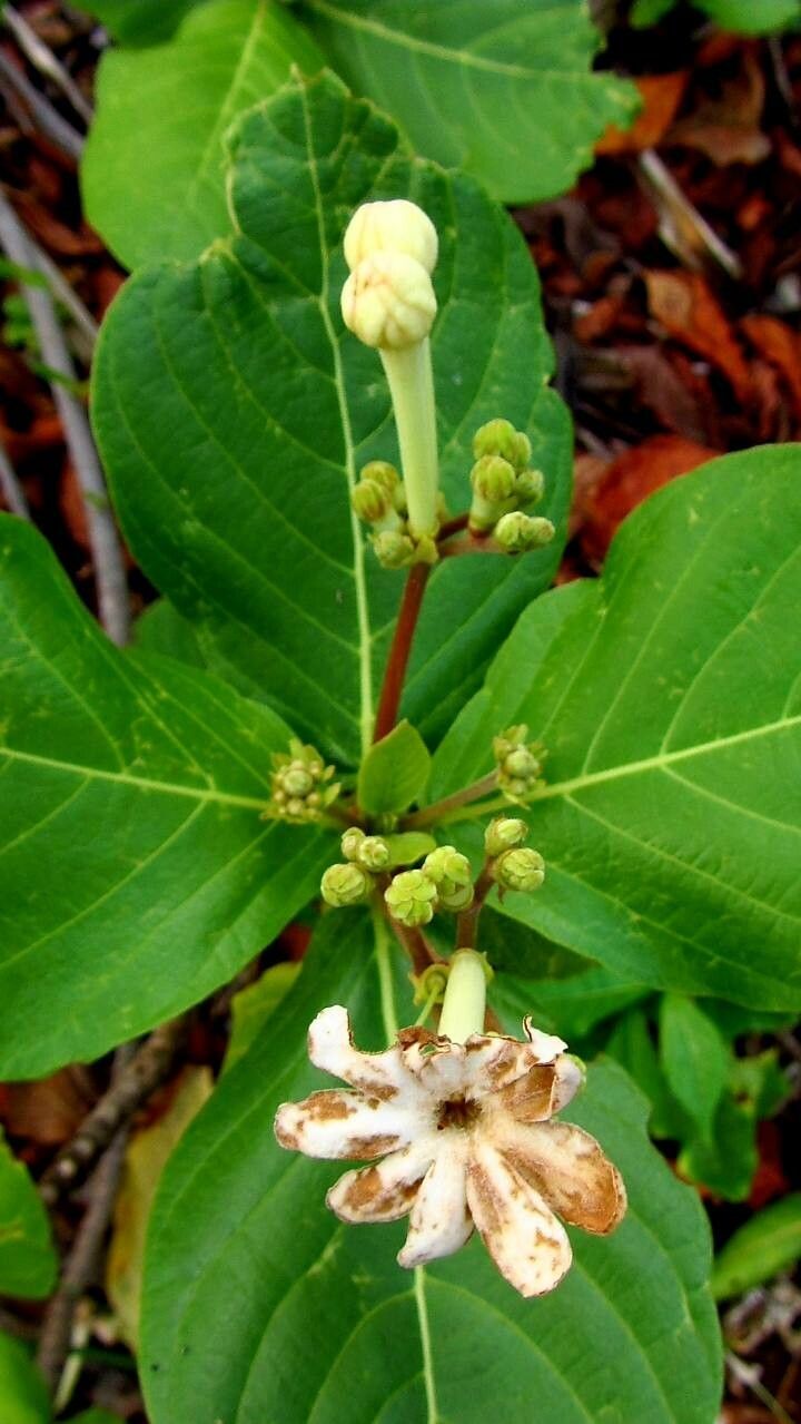 Guettarda speciosa flower