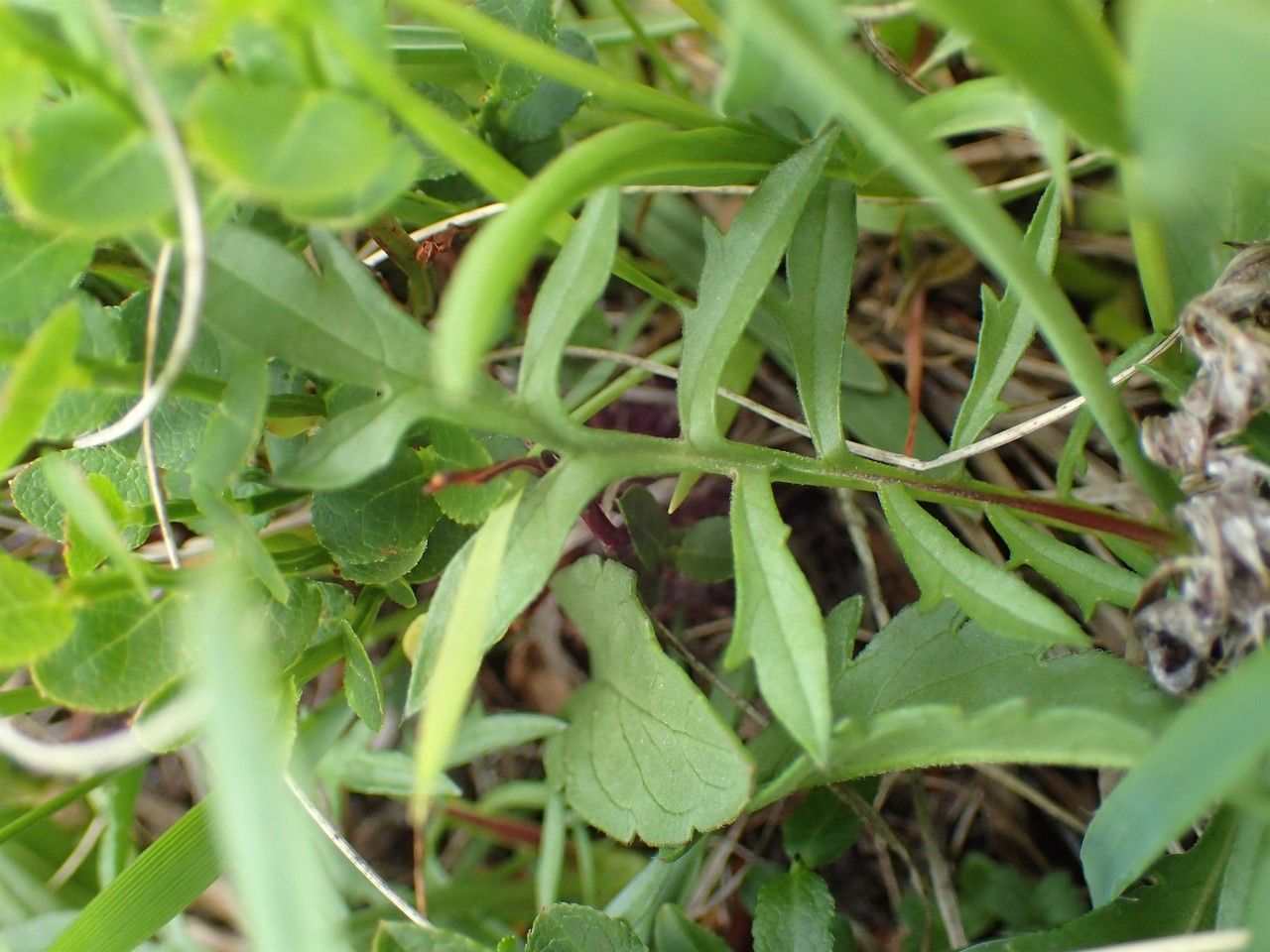 Scabiosa lucida fruit