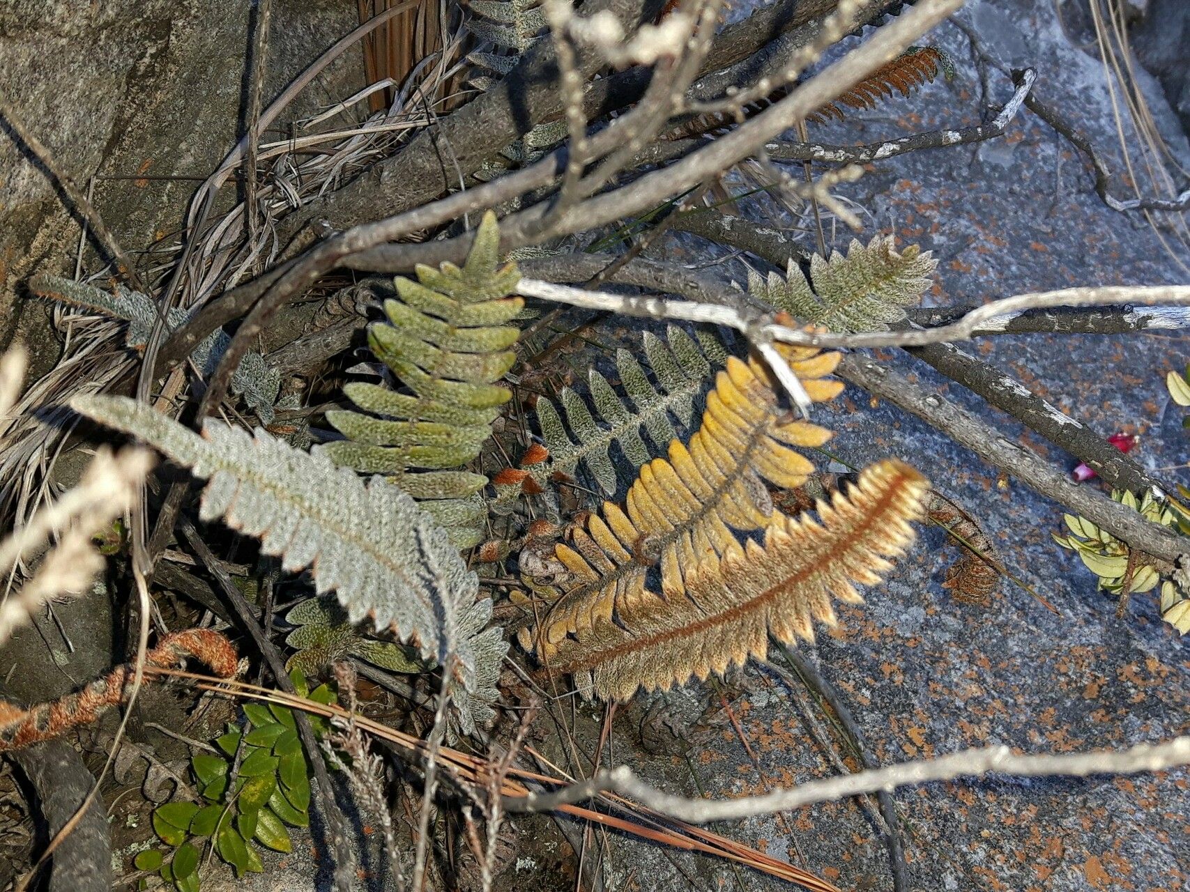 Pleopeltis bombycina habit
