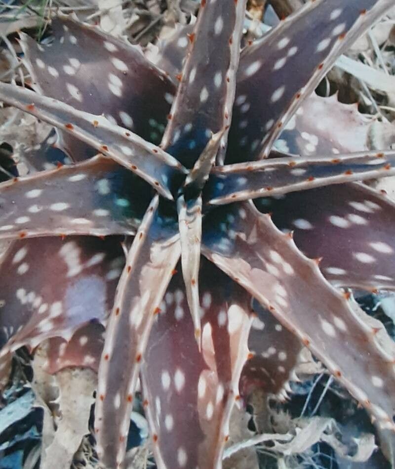 Aloe parvibracteata — houseplant care guide