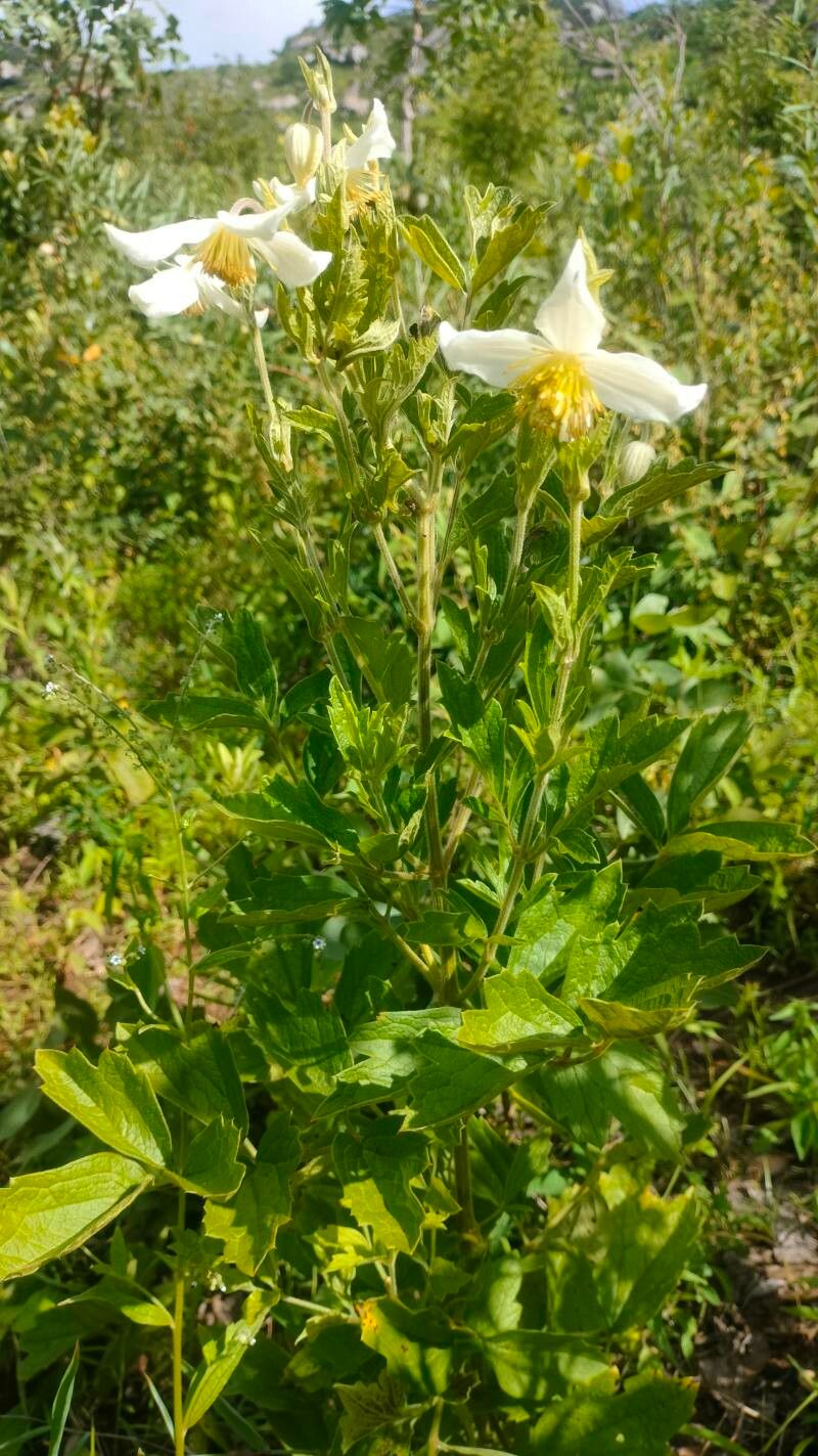 Clematis villosa habit