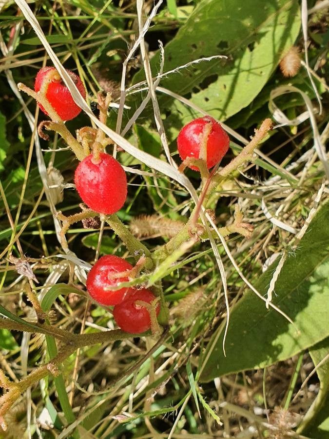 Cyphostemma serpens fruit
