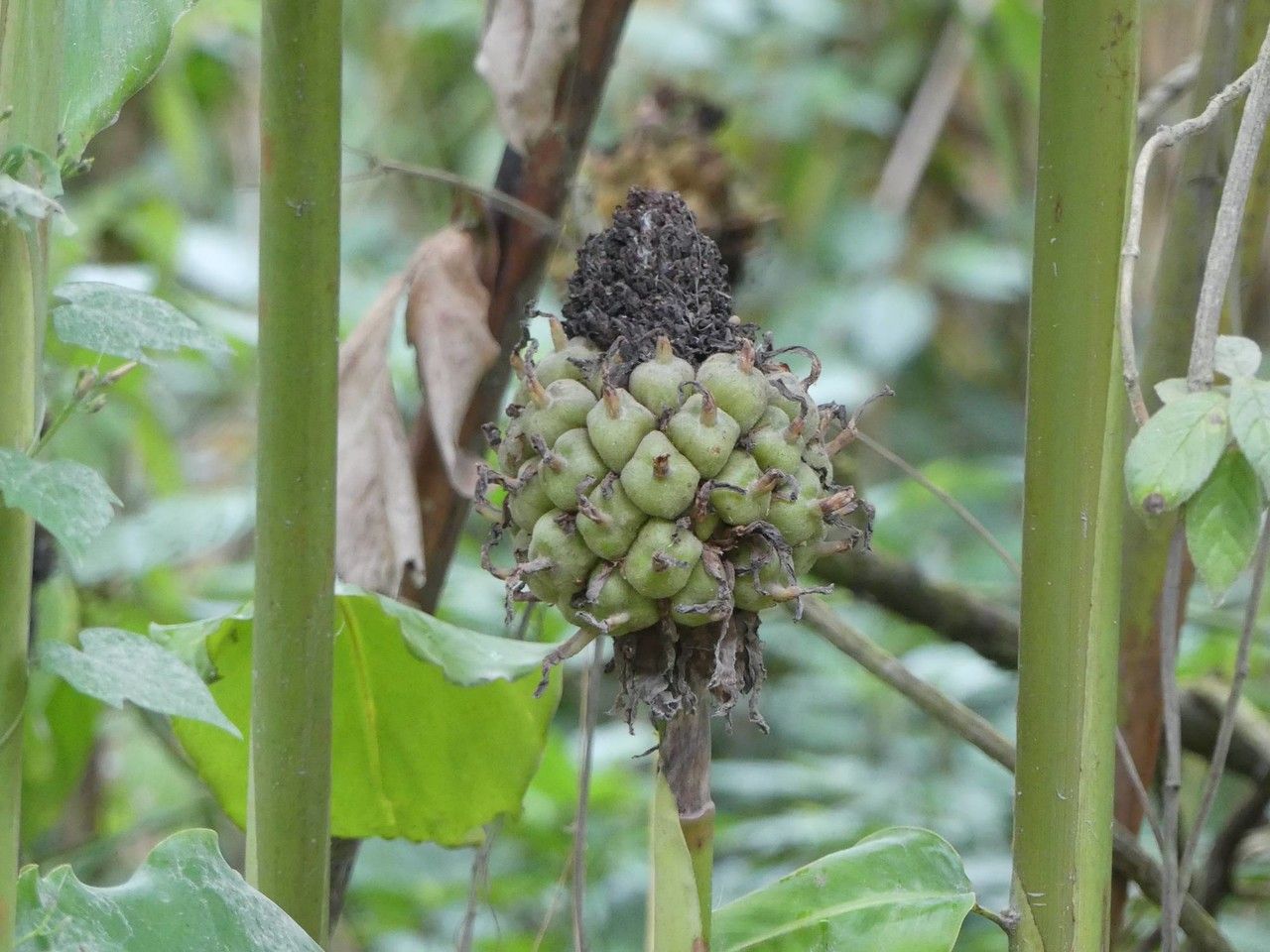 Etlingera elatior fruit