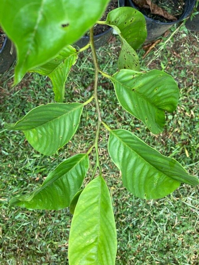 Rollinia mucosa leaf