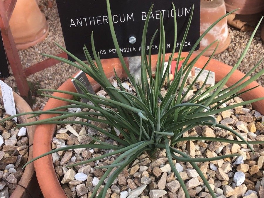 Anthericum baeticum leaf