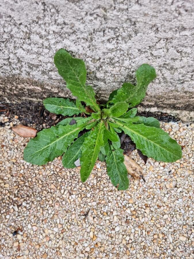 Taraxacum pyropappum leaf