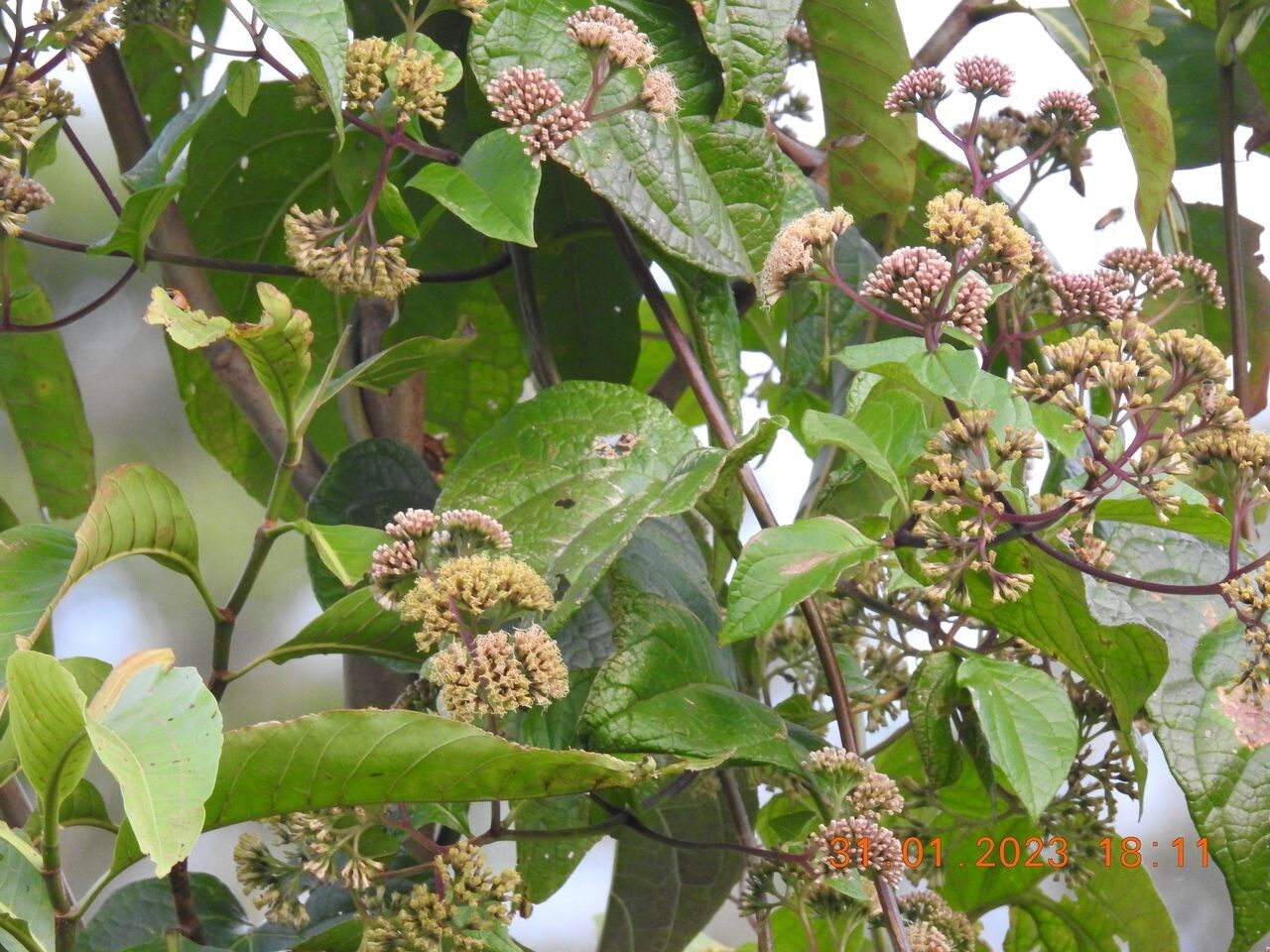 Mikania hookeriana flower