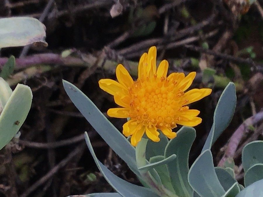 Hertia cheirifolia flower