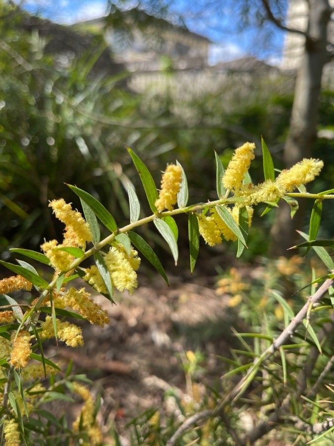 Acacia verticillata flower