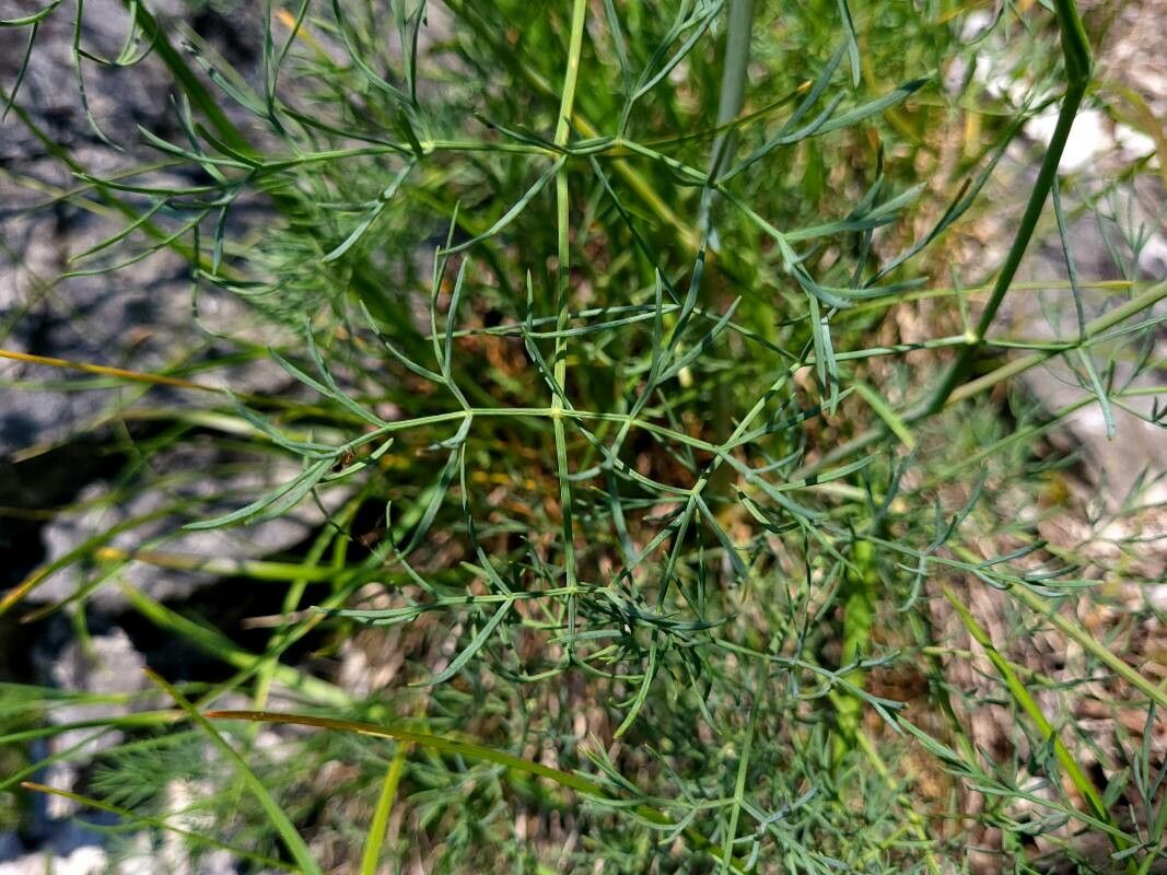 Seseli austriacum leaf