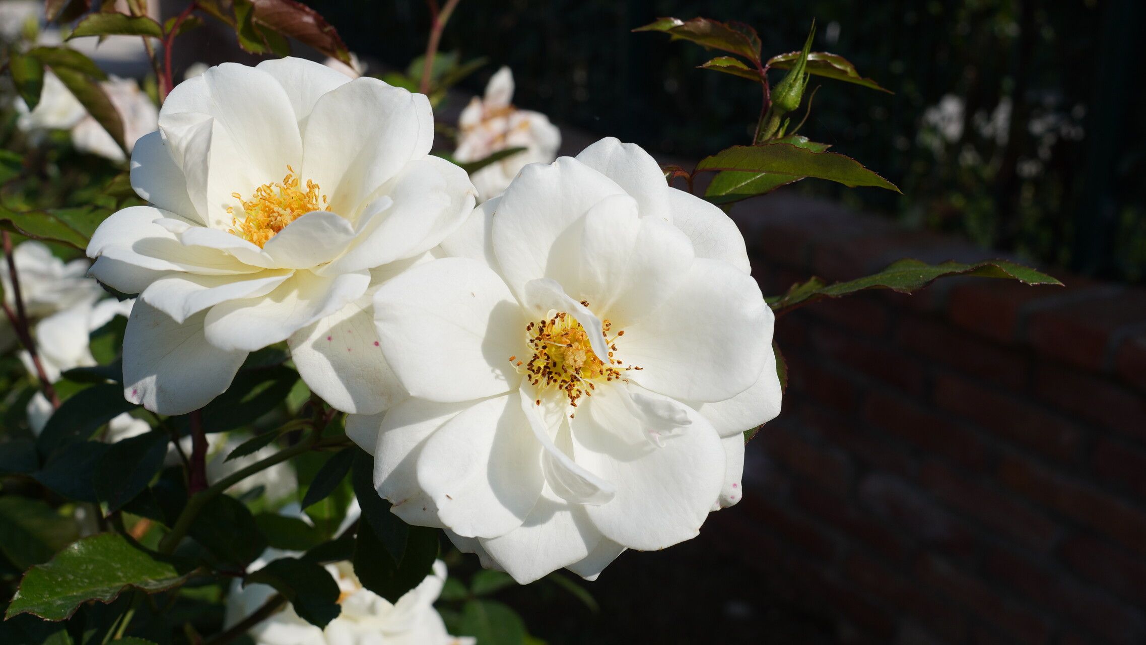 Rosa laevigata flower