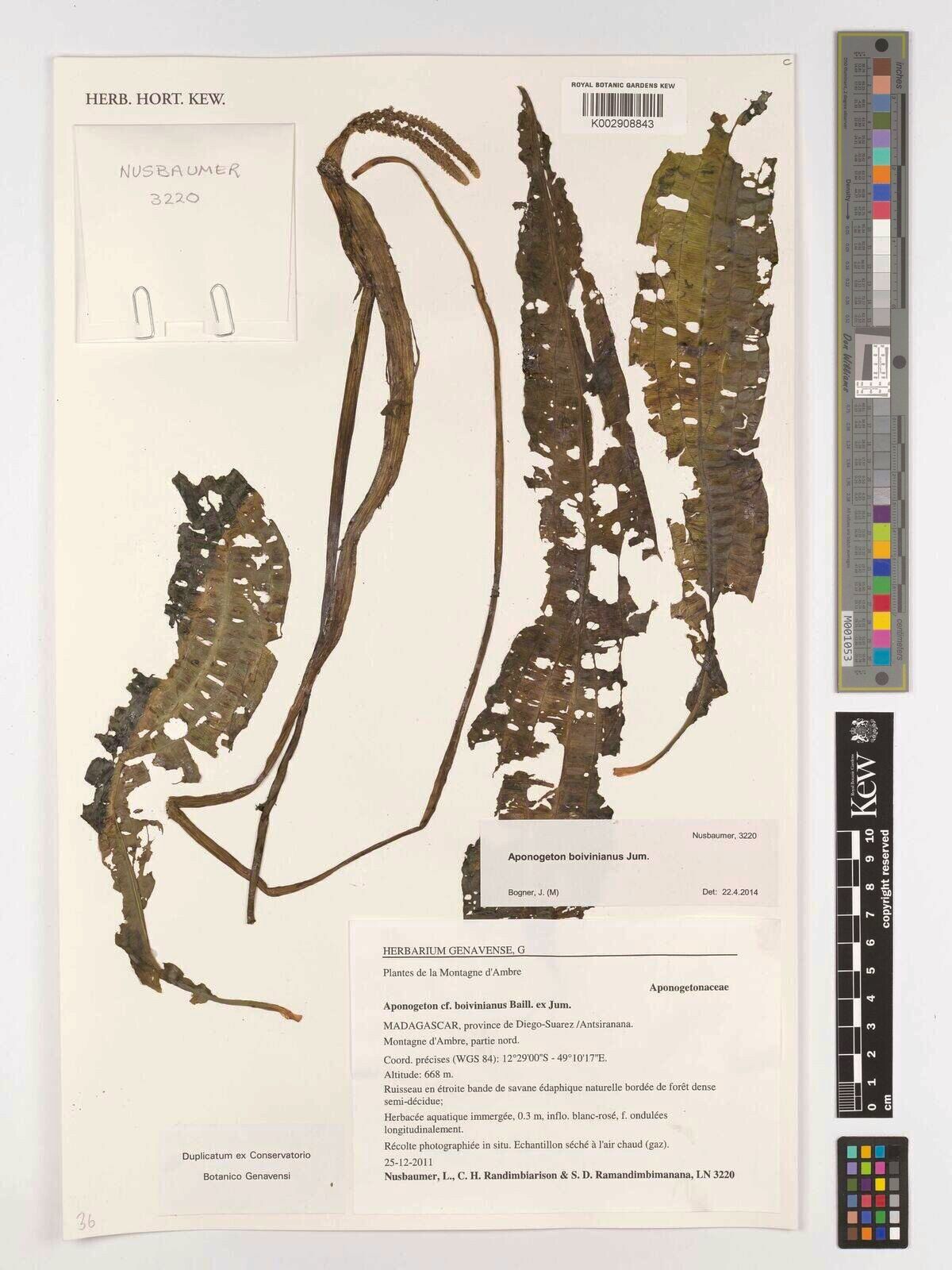 Aponogeton boivinianus — related species from the same genus