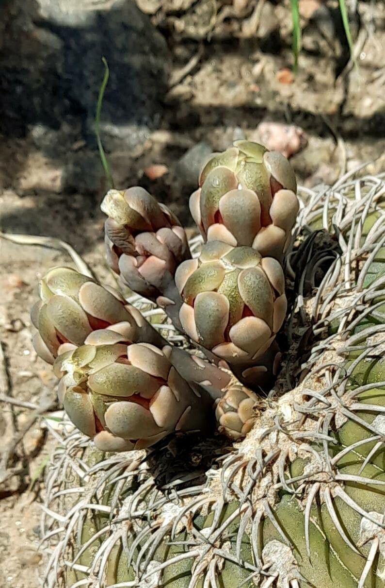 Gymnocalycium spegazzinii flower