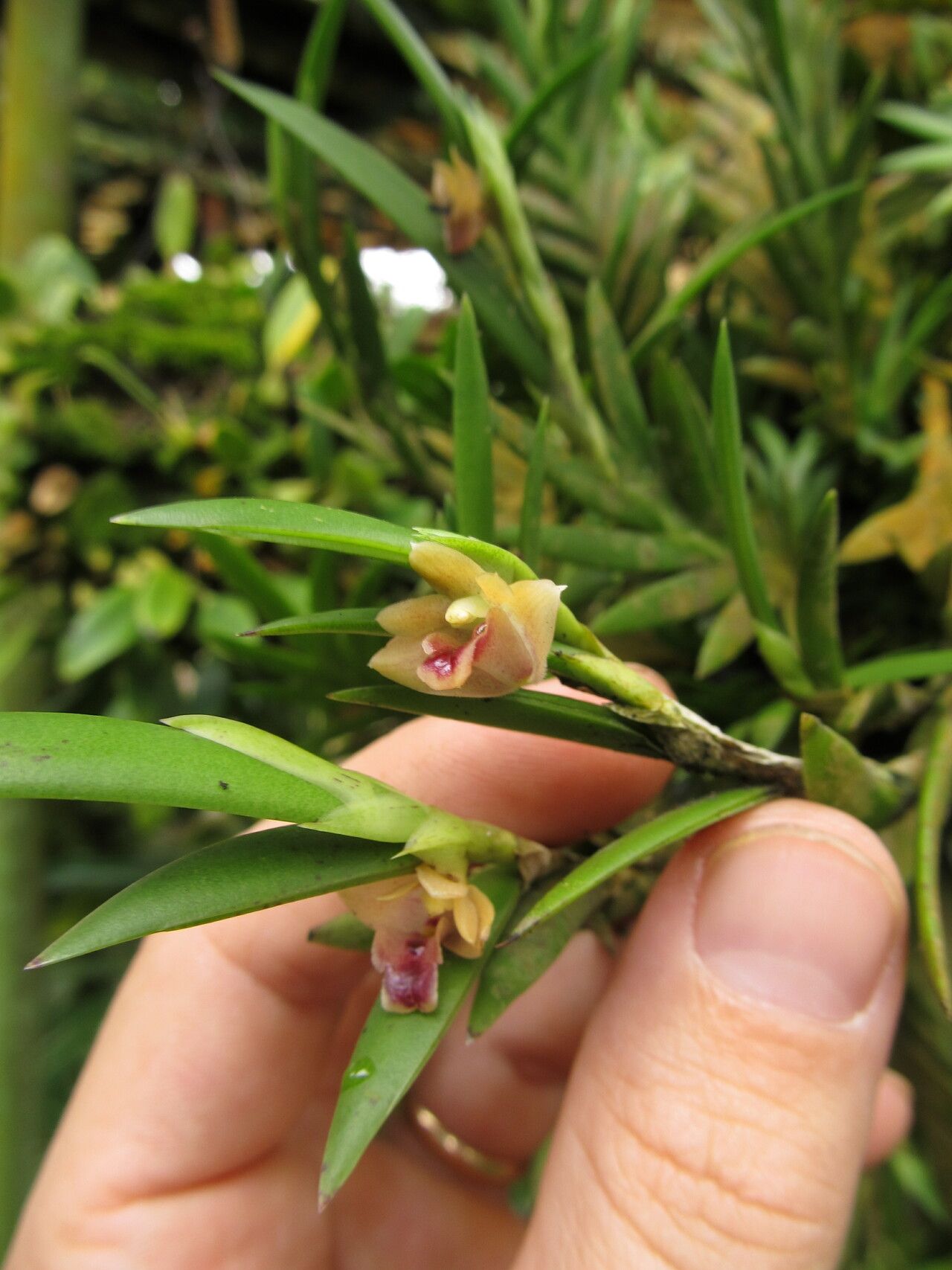 Polystachya mystacioides habit