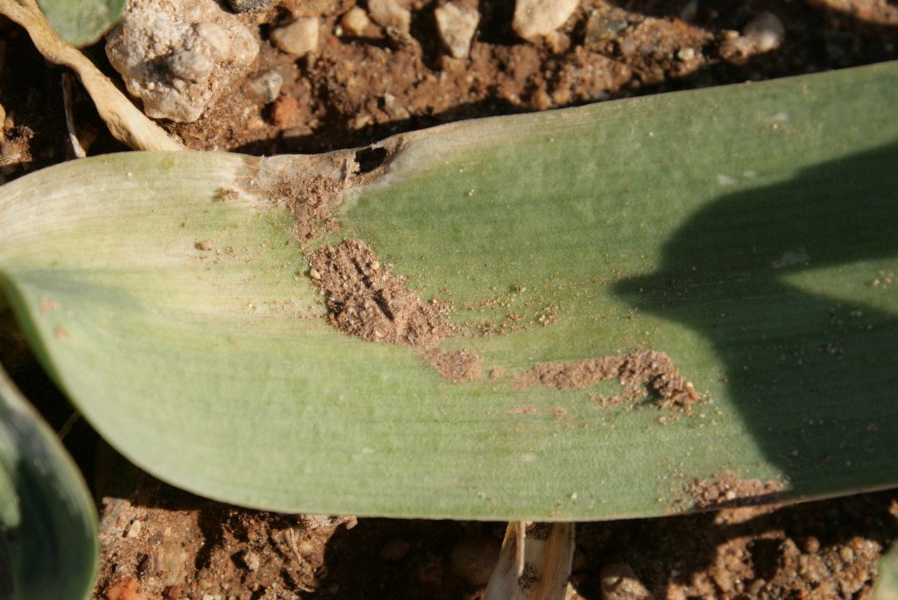 Allium cyrilli — search result for 'Allium'