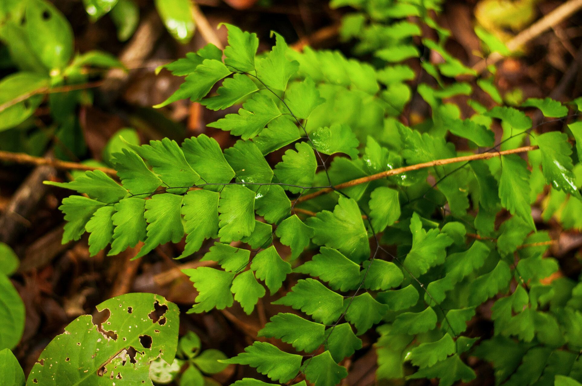 Adiantum pentadactylon — houseplant care guide