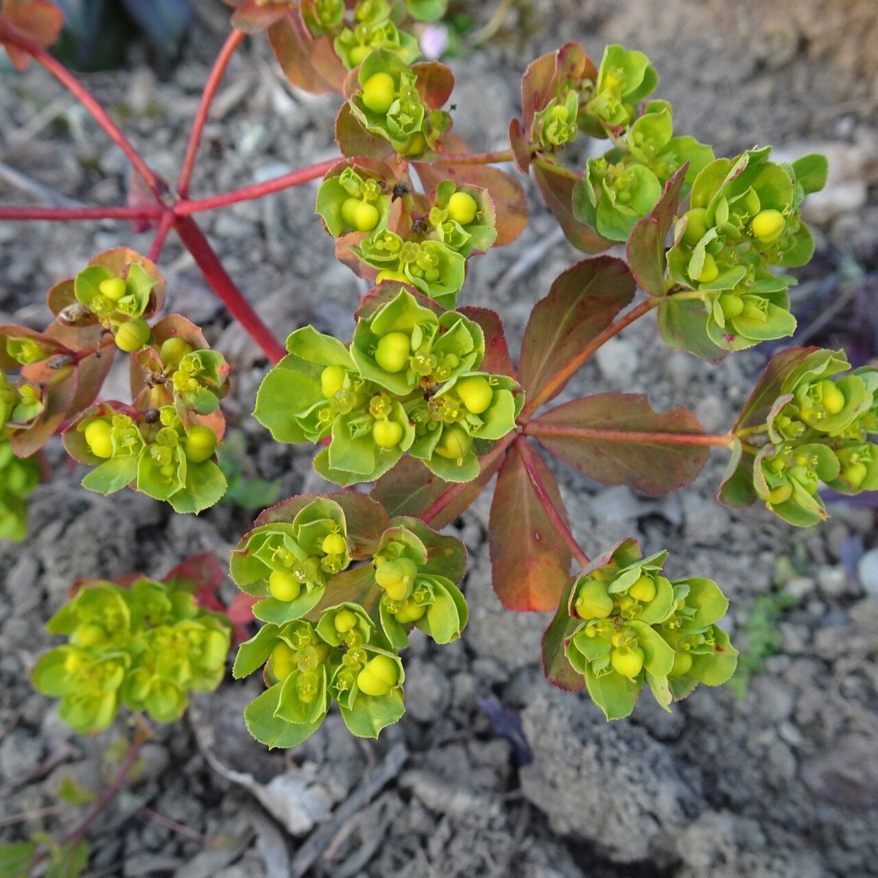 Euphorbia pterococca flower