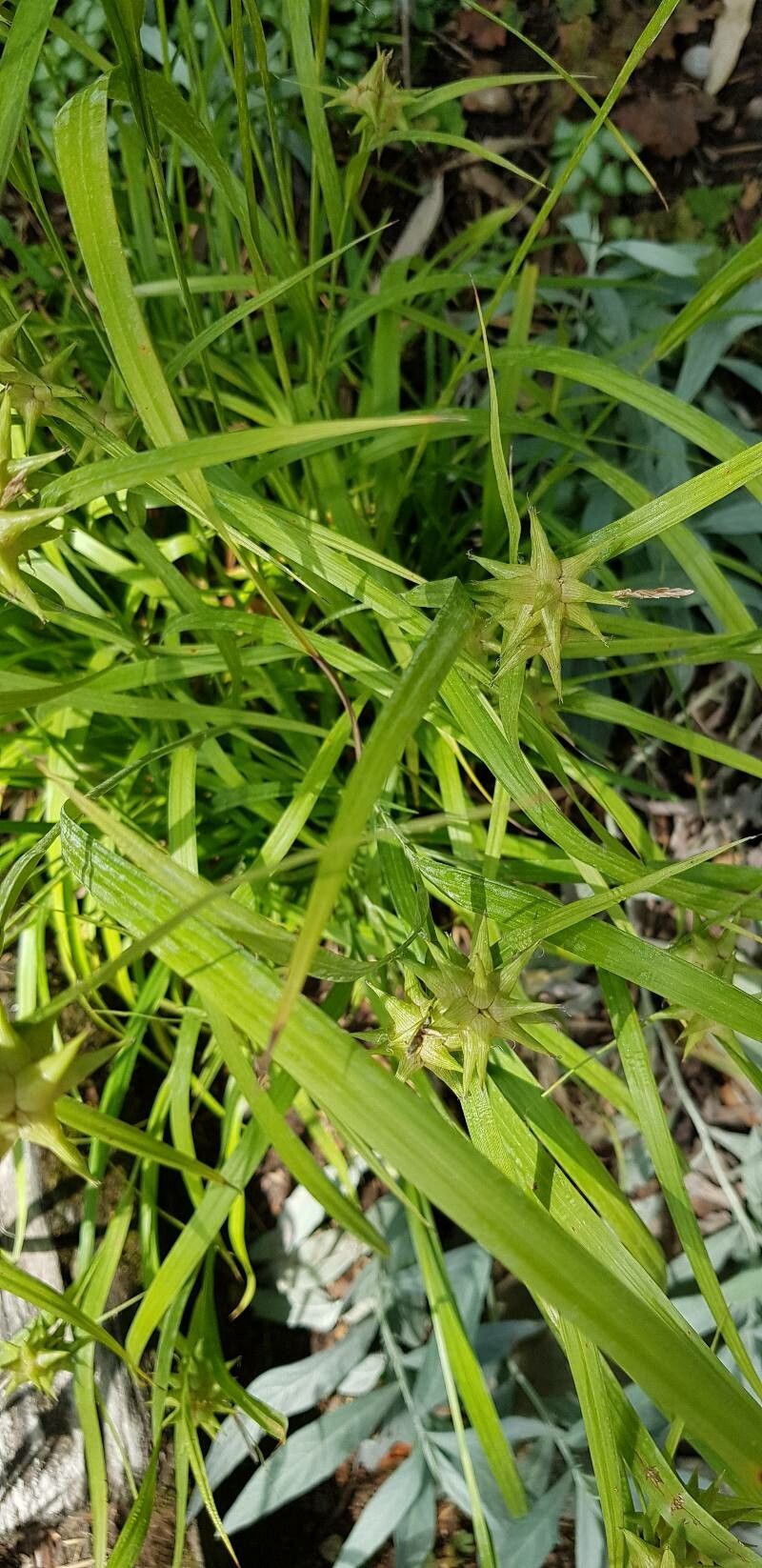 Carex grayi — search result for 'Cyperaceae'