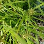 Carex grayi