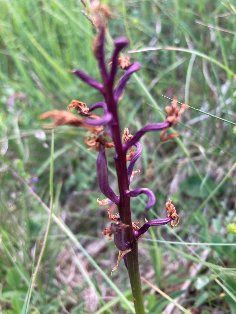 Orchis mascula fruit