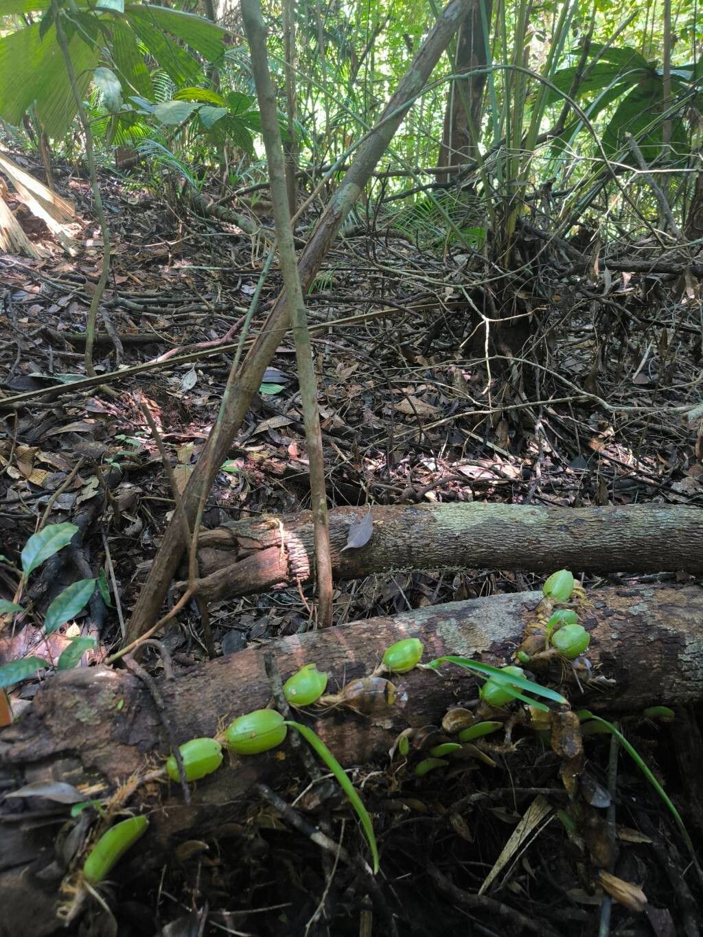 Bulbophyllum anceps fruit