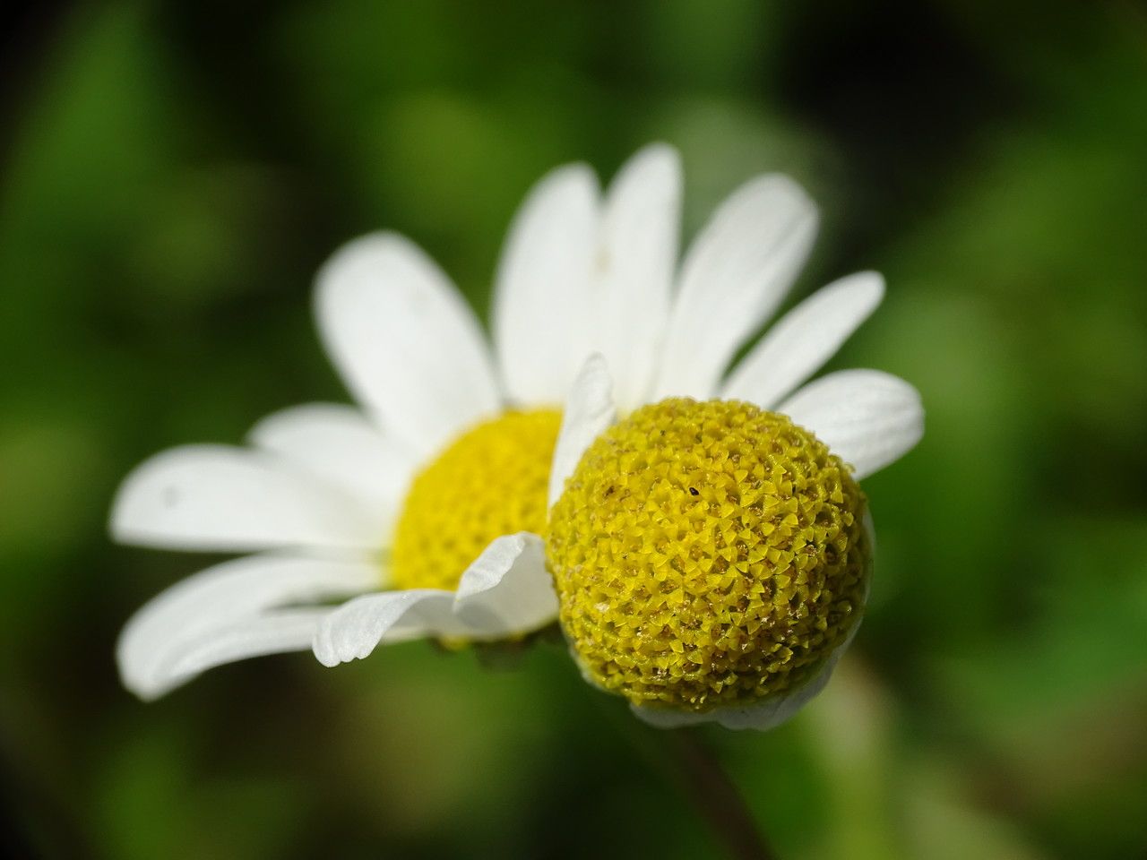 Anthemis arvensis fruit
