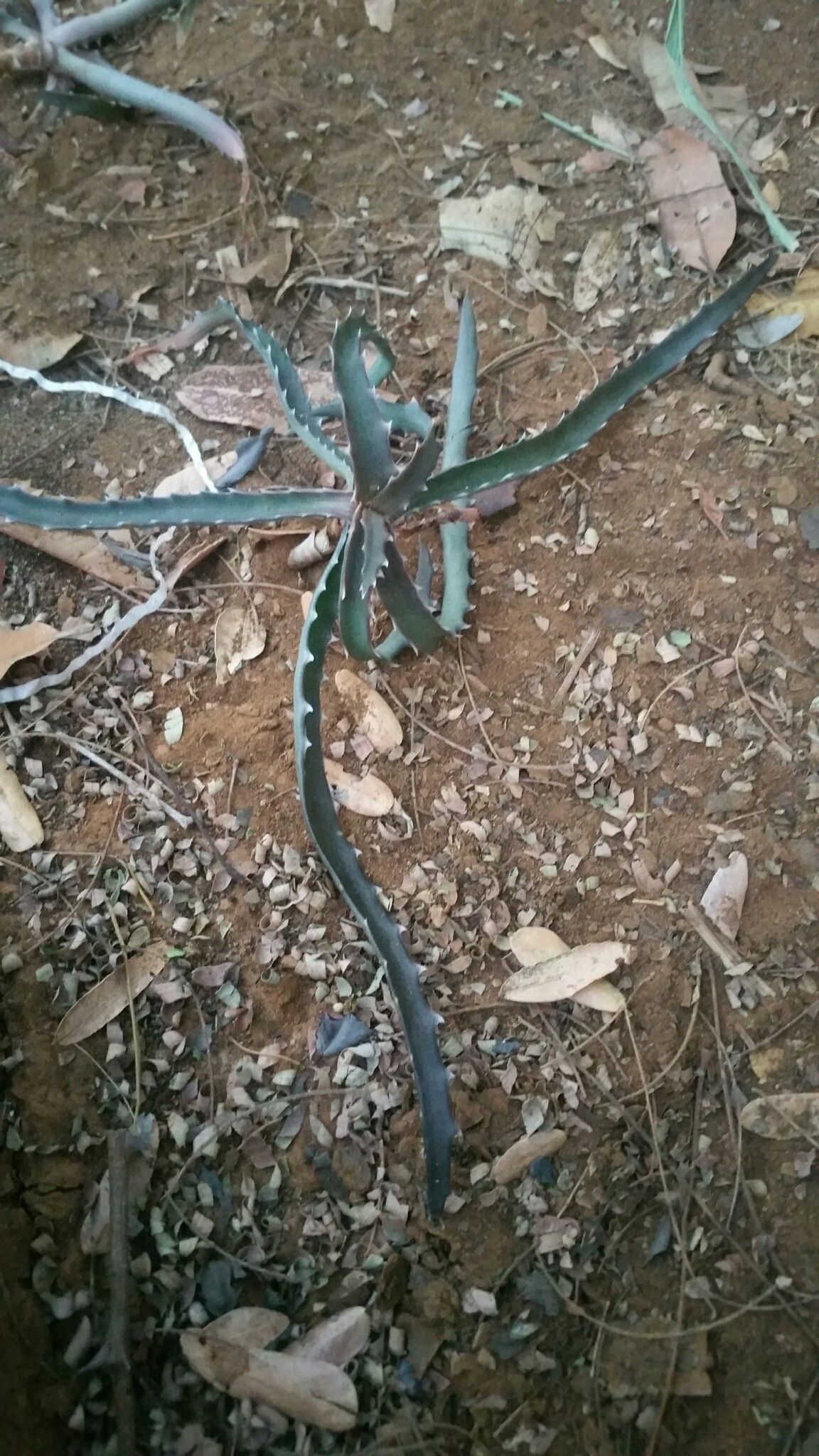 Aloe beankaensis — houseplant care guide