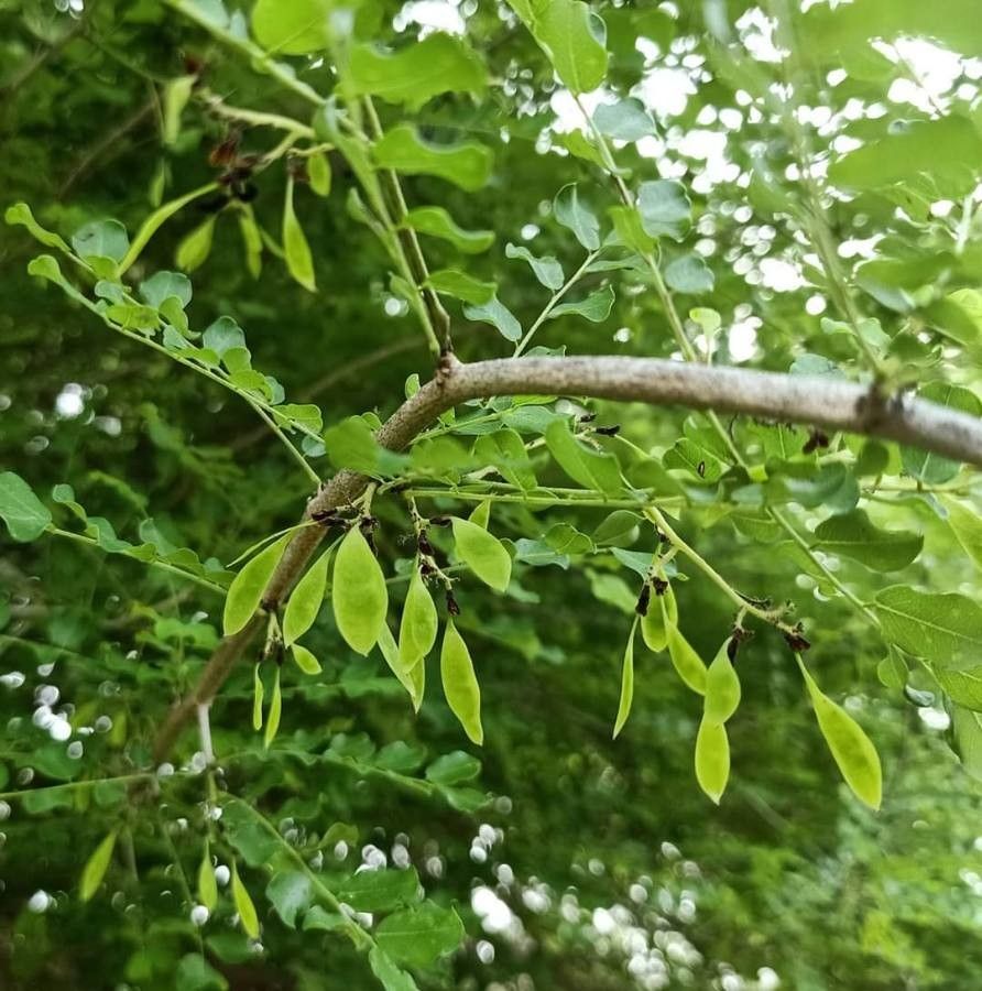 Dalbergia volubilis — search result for 'Dalbergia'