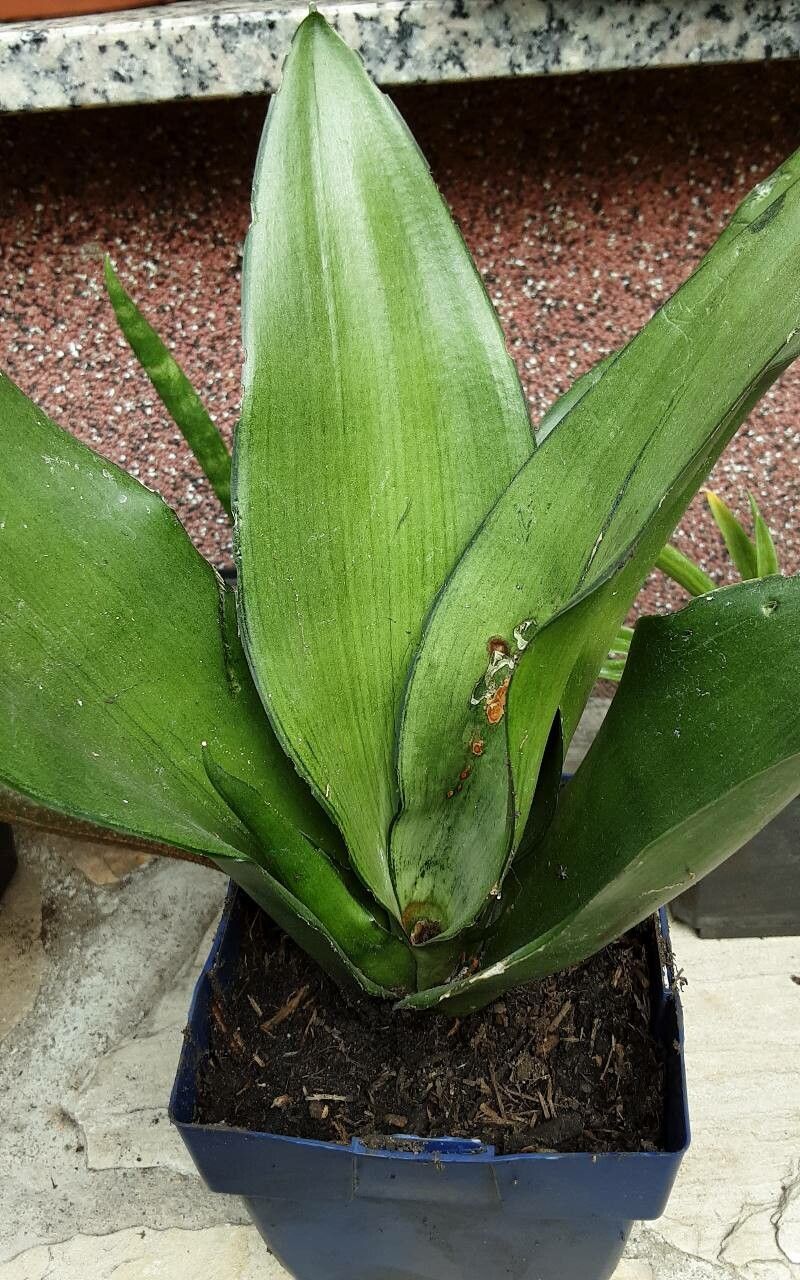 Sansevieria subspicata — search result for 'Sansevieria'