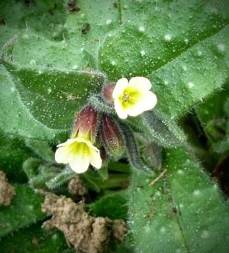 Alkanna lutea flower