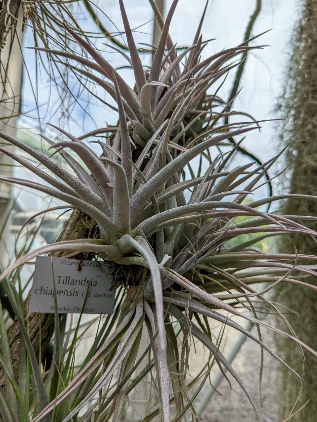 Tillandsia chiapensis habit