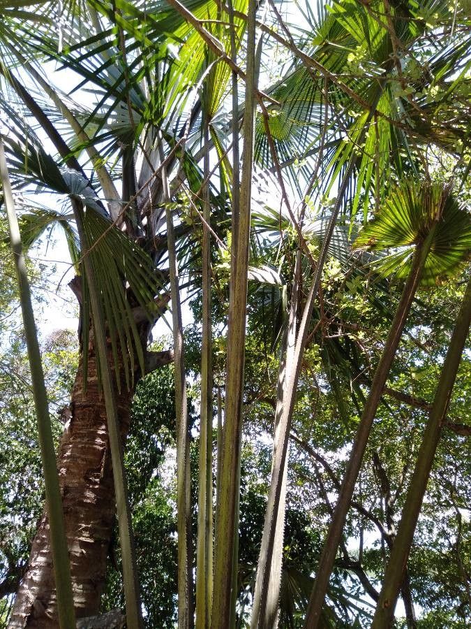 Corypha utan — related species from the same genus