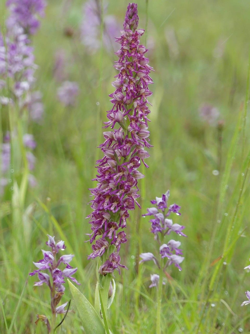 Orchis x spuria habit