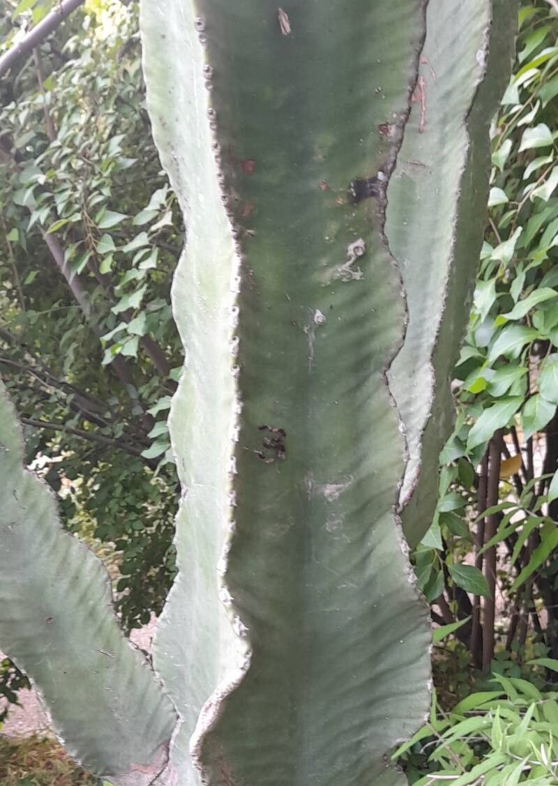 Euphorbia quadrangularis — houseplant care guide