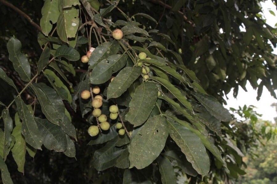 Aphanamixis polystachya leaf
