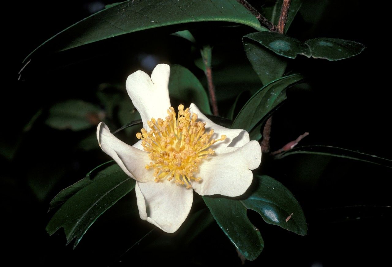 Camellia rhytidocarpa flower