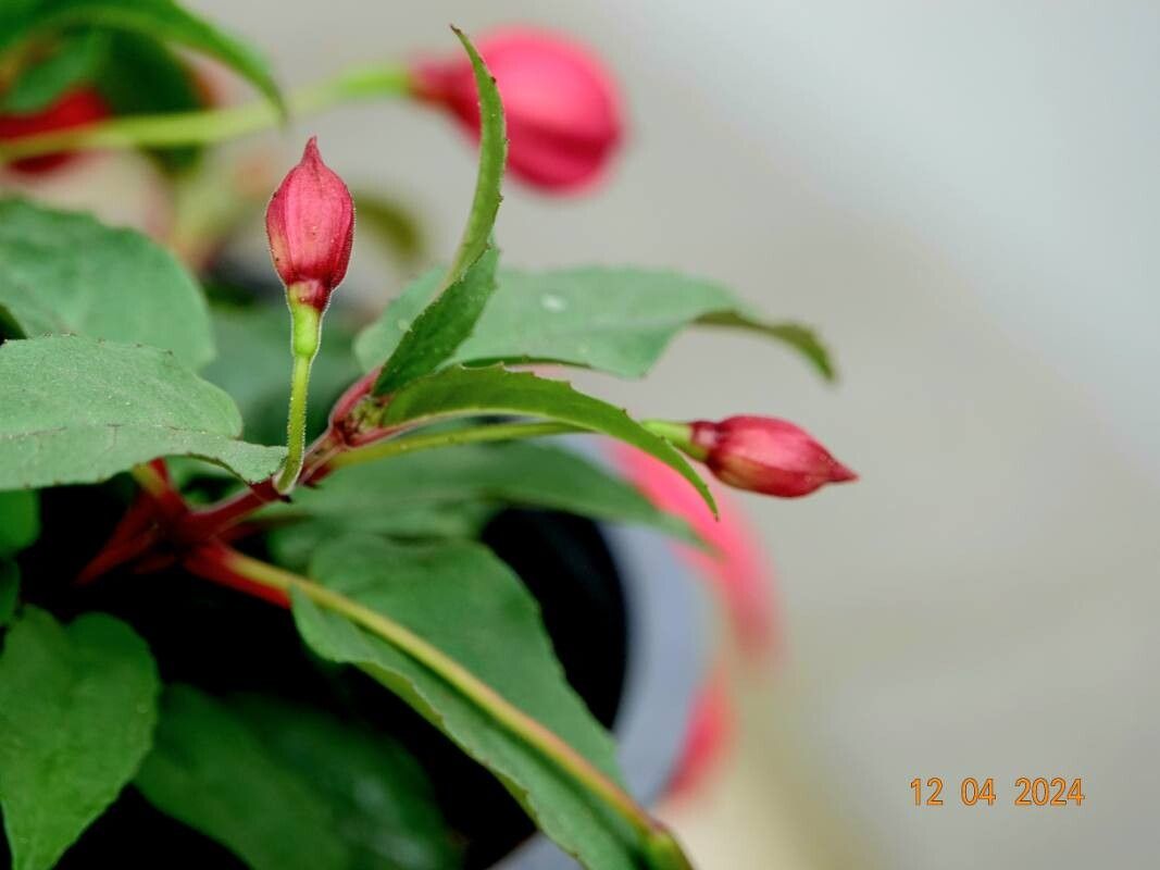 Fuchsia × standishii — search result for 'Fuchsia'