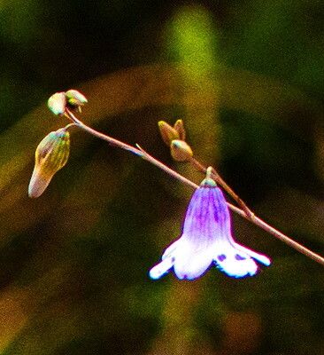 Conanthera campanulata flower