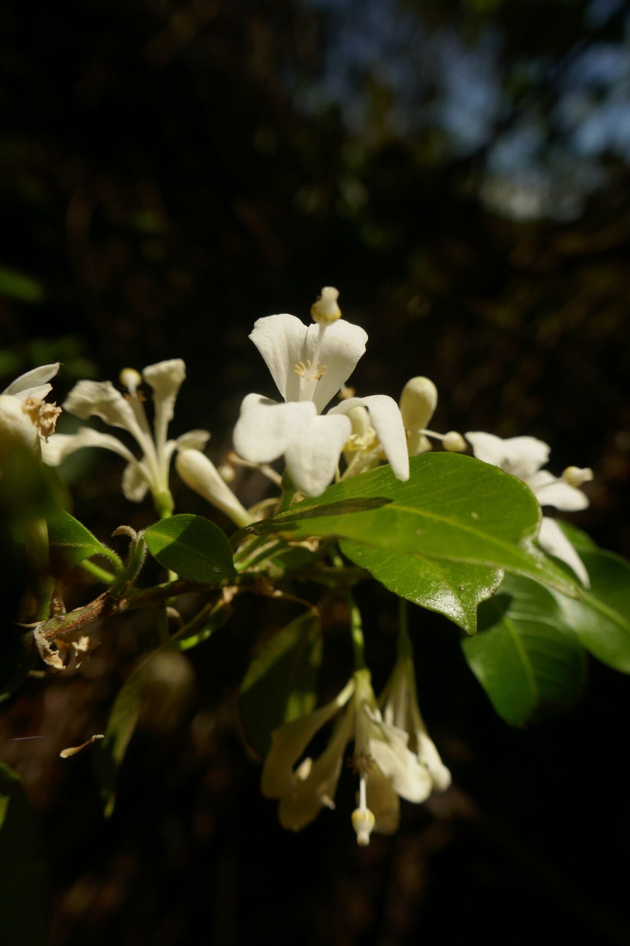 Turraea kindtii — houseplant care guide