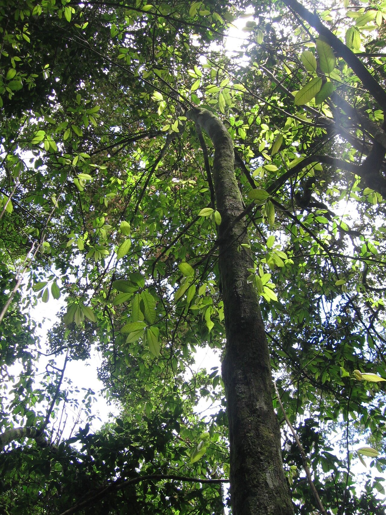 Monodora globiflora habit