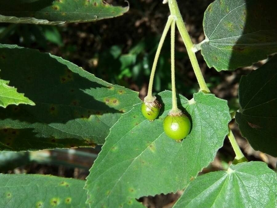 Muntingia calabura fruit